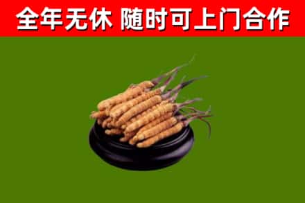 全州烟酒回收冬虫夏草.jpg